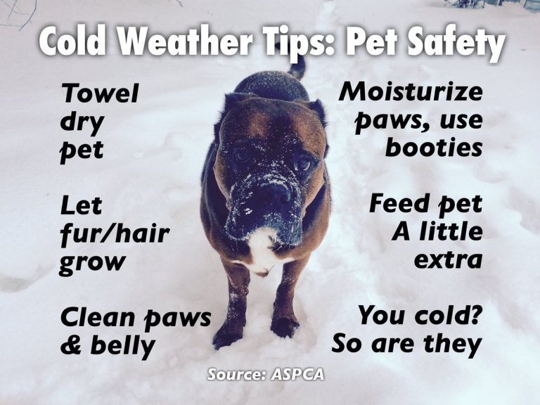 Cold Weather Tips for Pets Village of Solvay